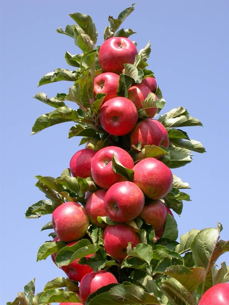 Det pelarformade fruktträdet är platsbesparande och måste beskäras regelbundet