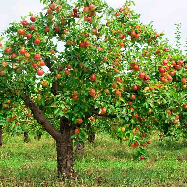 Plantera äppelträdet i trädgården och håll det lågt