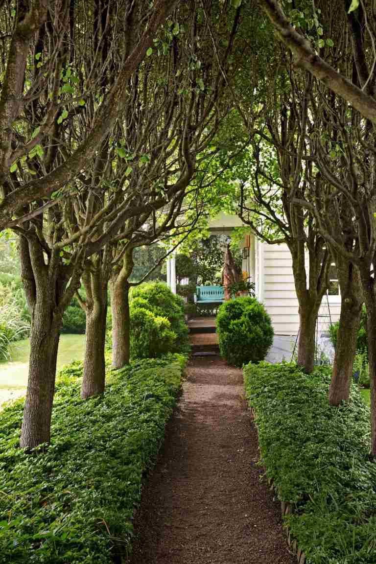 Päronträd för skugga längs en trädgårdsstig, kombinerat med marktäckning