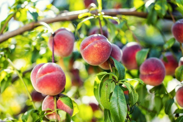 Plantera och ta hand om persikor - ett fruktträd för hobbyträdgårdsmästaren och nybörjare