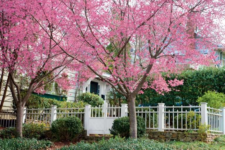 Fruktträd för trädgården pryder med sina färgglada blommor på våren