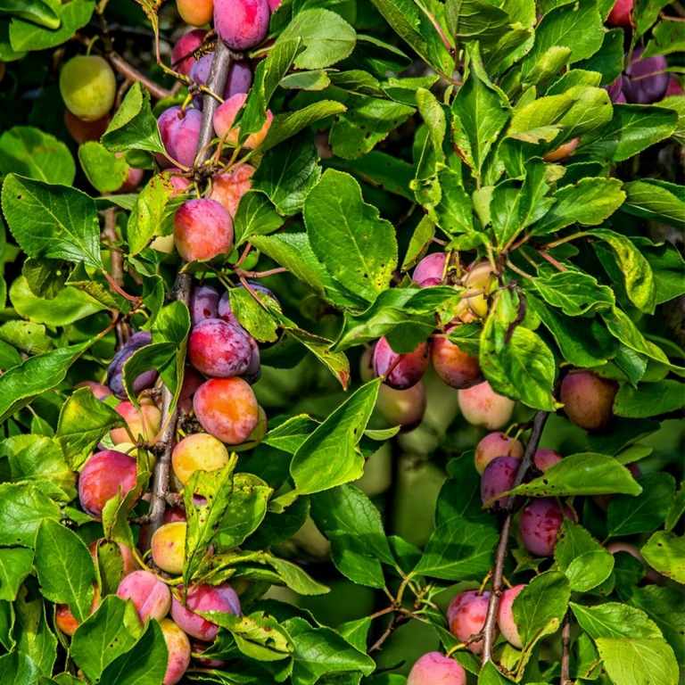 Plommon, persikor, äpplen och päron är lättskötta fruktträd för trädgården