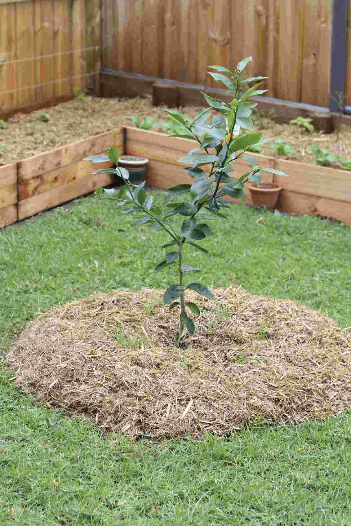 Köp lågväxande fruktträd för trädgården för låg höjd