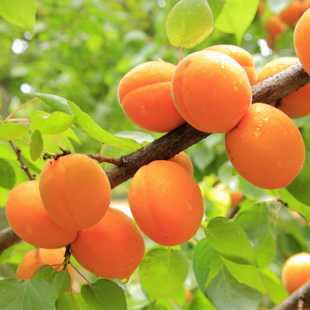 Plantera aprikoser i trädgården när det finns lite plats
