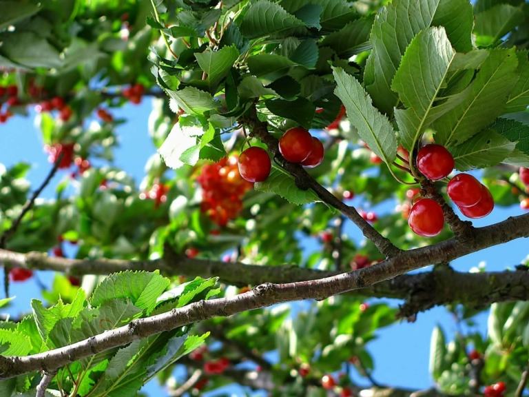 Körsbärsträd är mycket populära för trädgården och frukterna är utsökta