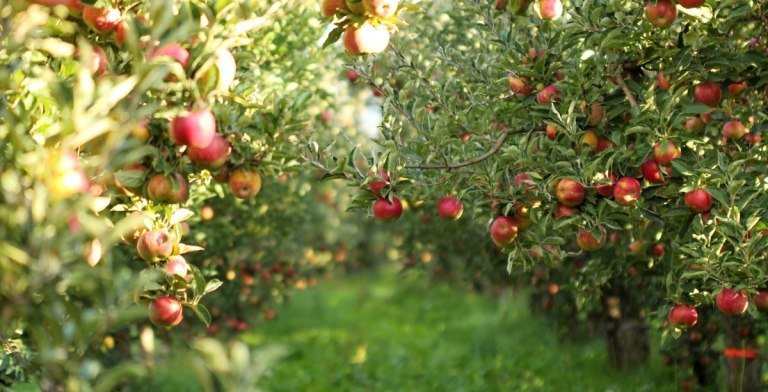 Välj fruktträd till trädgården med äppelträdet som klassiker.