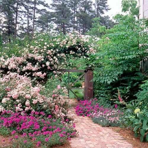 Rosor blommor trädgård staket-våren