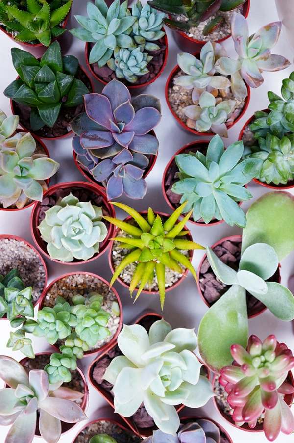 Succulenter arter bryr sig om diverse tips