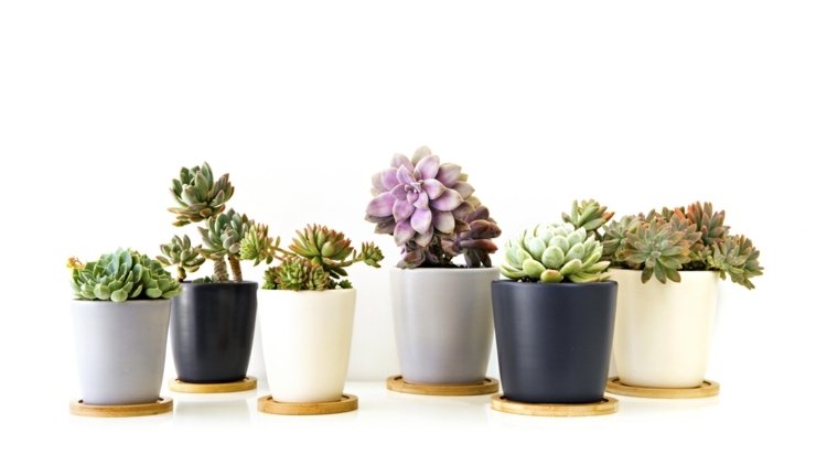 Succulenter bryr sig om dekoration-hus-blomkrukor-nybörjare