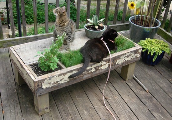 Möbel djur trädgård bord växter
