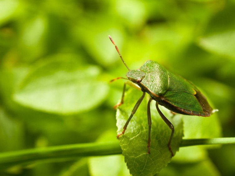 Bli av med gröna stinkbuggar vilket hjälper