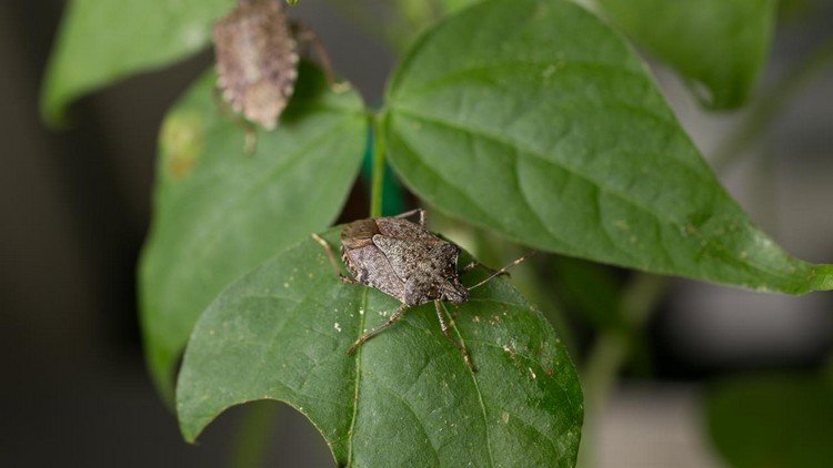 Eliminera stinkbuggar i trädgården vilket hjälper