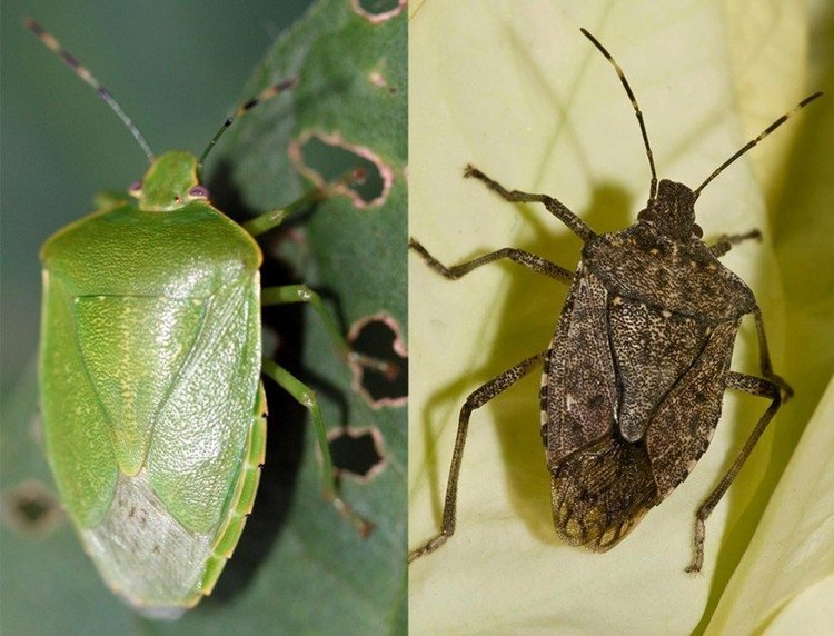 Skillnader mellan brun och grön stinkbugg