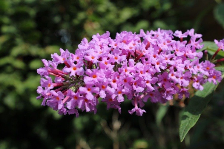 Fjärilssyror skurna efter blomningstiden eller på vintern
