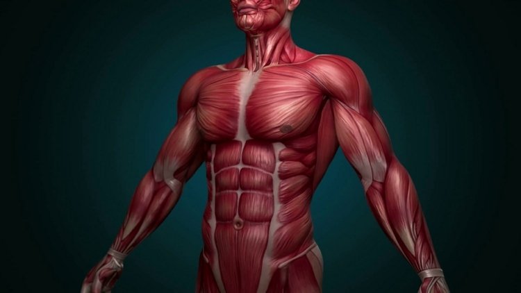 Muskelryckningar - orsaker, typer och åtgärder för muskelryckningar