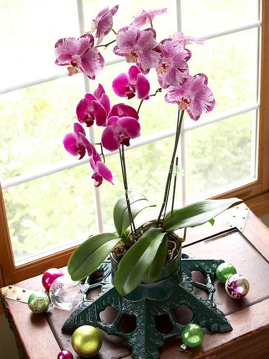 Vinterblommande blommor orkidékruka järnväxt står grönt