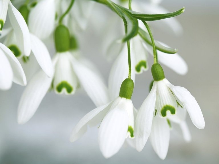 Snödroppar är frosthärdiga vinterblomstrare för utomhusbilder av vinterblommor