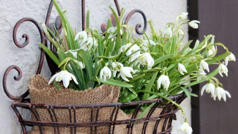 Snödroppar på balkongen Vinterblommor för vinterträdgårdsodlingar
