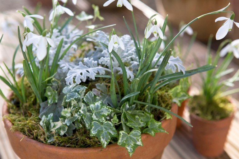 Vinterblommor för balkonger kombinerar snödroppar och murgröna och mossa och silverblad