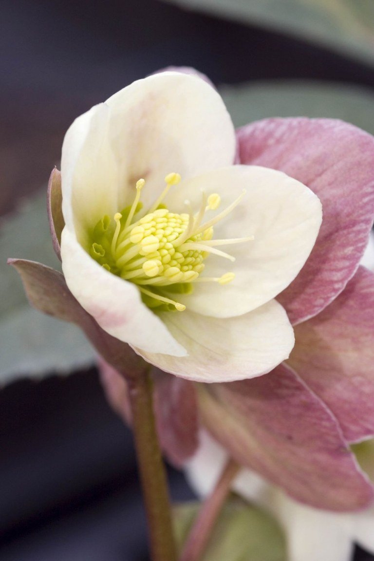 Lenten ros med vita blommor är en härdig blomma