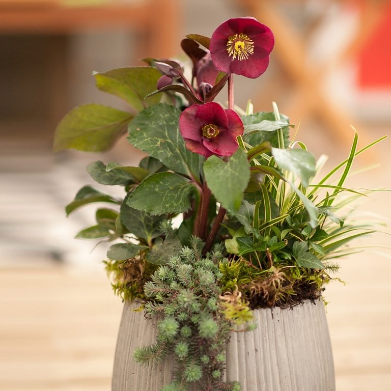 Röd billy ros och sedum växt och sedge kombinerar vinterblomstrare på balkongen