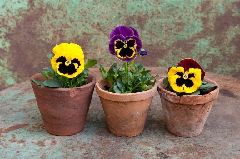 Penséer är vinterblommor för balkonger och blommar på vintern och våren