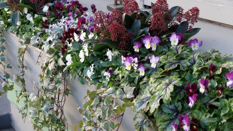 Penséer och Skimmia och murgröna och lila klockor i fönsterlådor utanför plantera vinterblomstrare för balkongen
