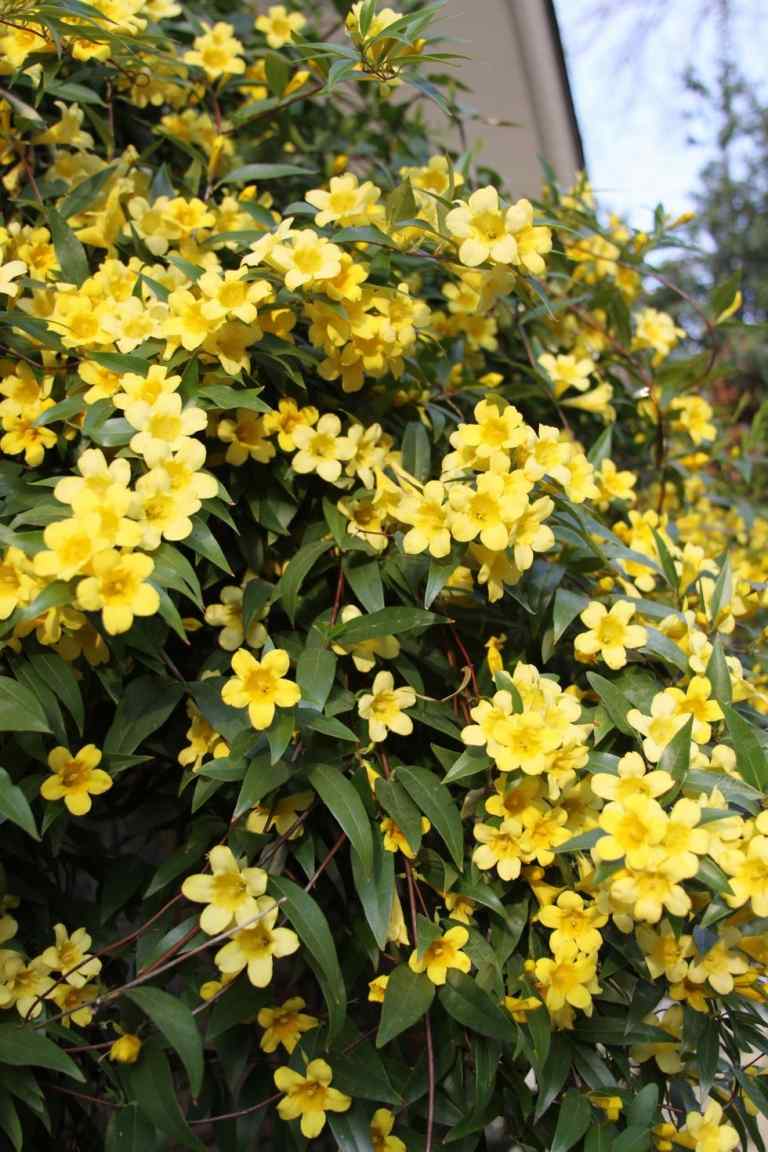 Vinterjasmin med gula blommor Vinterblomstrare utomhus Lista över hårda växter för balkonger och trädgårdar