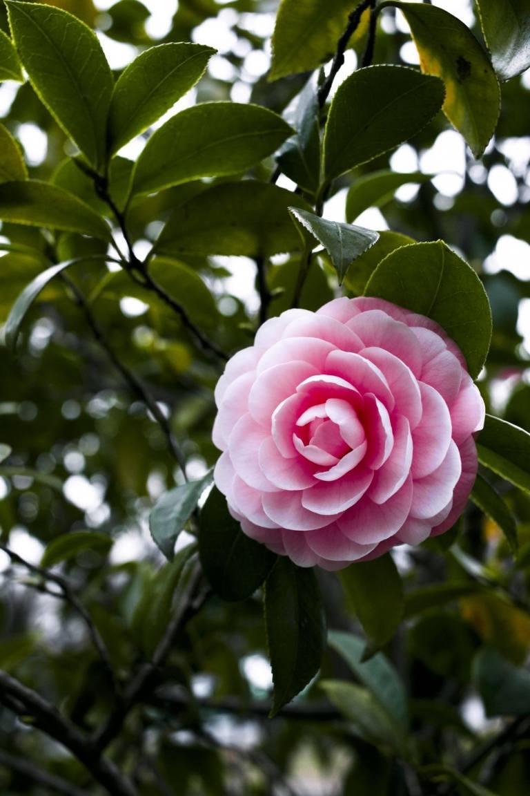 Kamelia med rosa blommor frostsäkra växter för utomhus i fönsterlådor