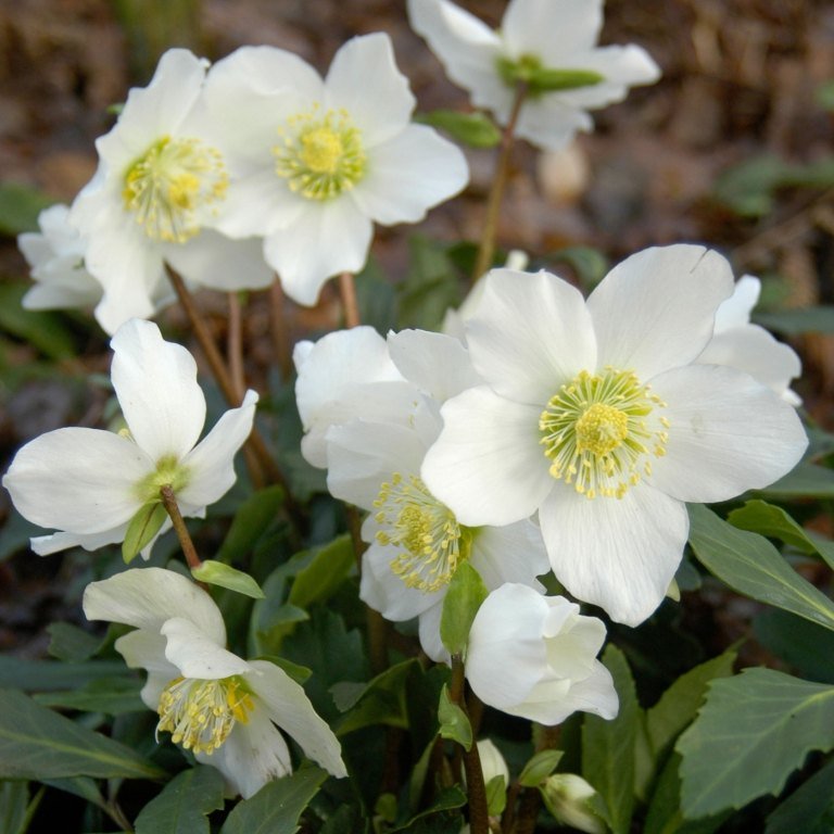 Julros med vita blommor Vinterblommor för balkonger ute i planteringar. Tips för skötsel