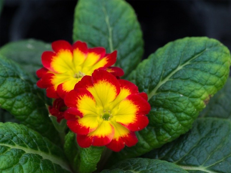 Kudde primrose är frosthård vinterblomma med gulorange blommor