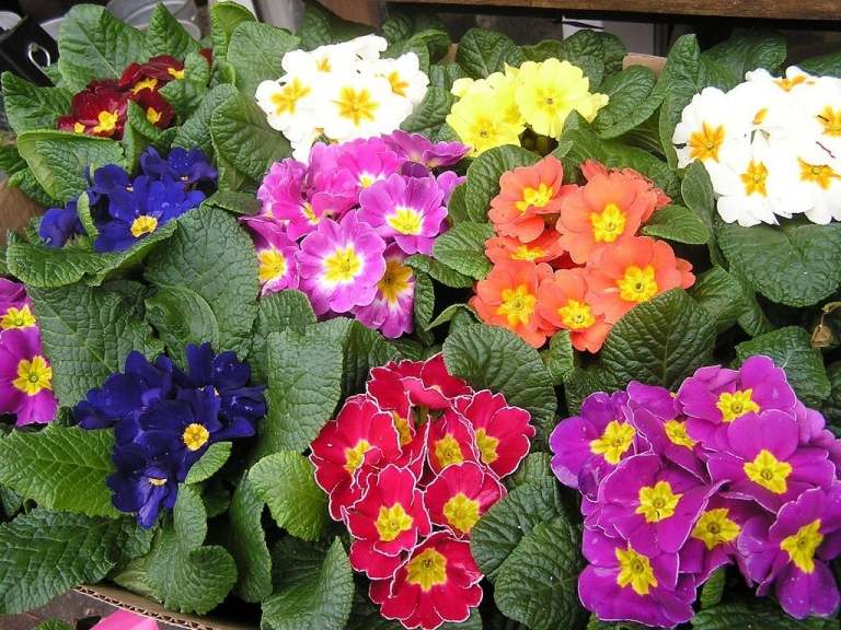Vinterblommor för balkonger Kudde primula olika färger Frosthärdiga växter för fönsterlådor på vintern