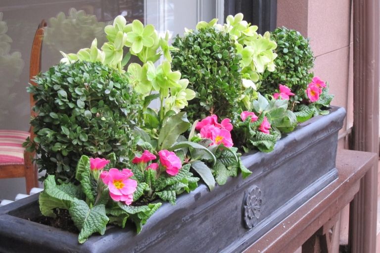 Kombinera kudde primrose och rosa hellebore vinterblom i fönsterlådor