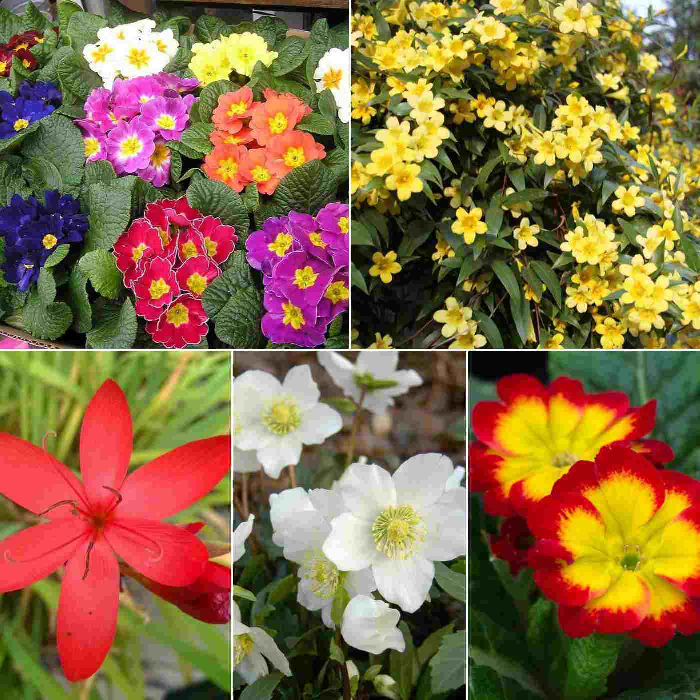 Vinterblommor för balkonger Härdiga växter för balkongträdgårdar Plantera fönsterlådor och blomkrukor