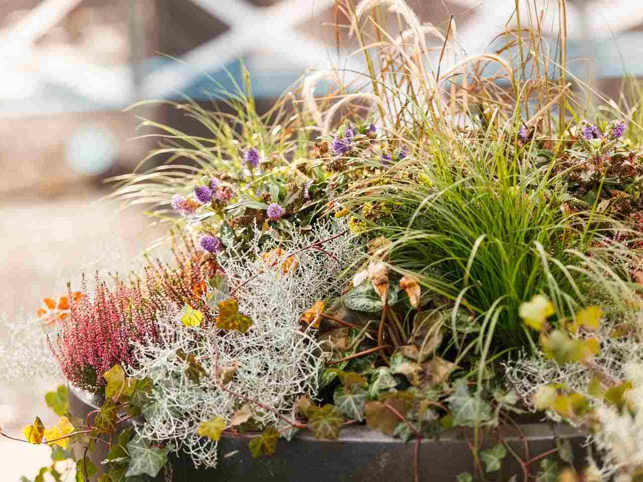 Plantera vinterblommor och vintergröna prydnadsgräs murgröna i blomkrukor på balkongen
