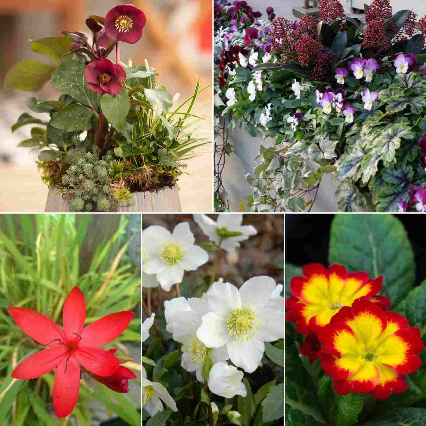 Vinterblommor för balkonger kombinerar idéer för balkongdesign med växtlådor