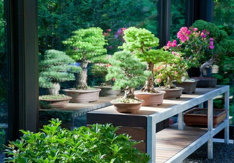 design vinterträdgård te rum växter idé bonsai vård hus