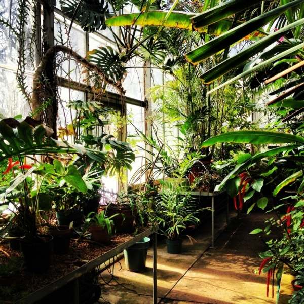Hus-trädgård grön-inomhus glas-växter övervintringsmöjligheter