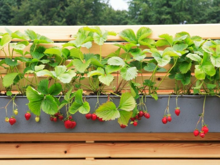 härdiga balkongväxter jordgubbar frukter bryr hårda