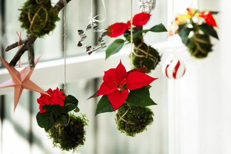 Romantisk kyssbollidé med mossa och röda julstjärnor som vinterfönsterdekoration i januari