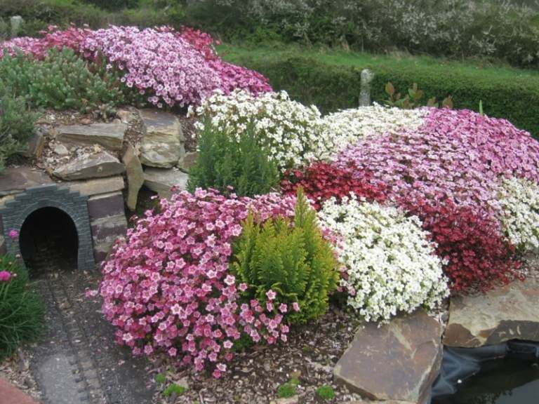 växter för bergträdgård markskydd buskar blommar rosa röd vit