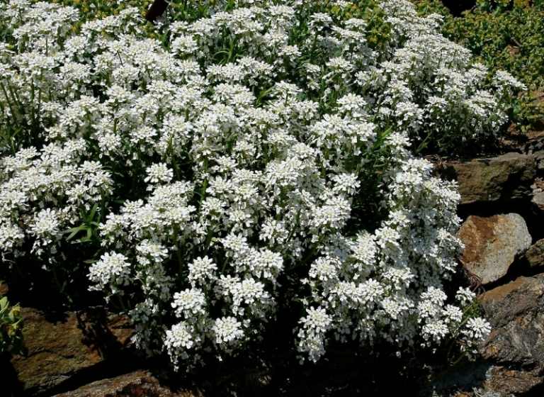 växter för bergträdgård iberis vita blommor silverblad