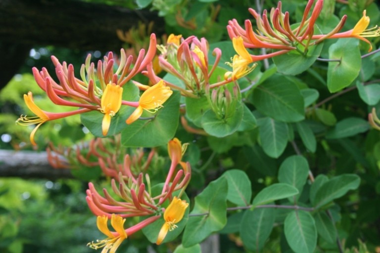 växter för rockery lonicera orange gul blomma alpint