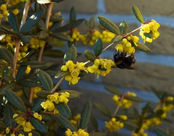 Skapa en klippträdgård som planterar barberry småbladiga gula blommor