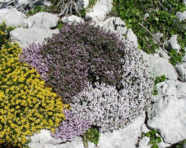 Platser för stenhagens jordtyper-thymus vulgaris vård