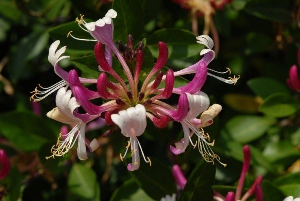 Lonicera häck körsbär torr plats kombinera växter i rock garden