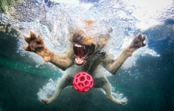 seth-casteel-under-vatten-fotografering-hundar
