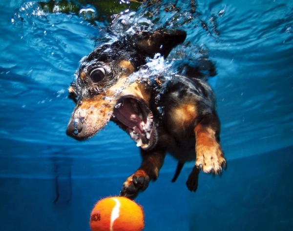 under-vatten-hund-idé-boll-hund