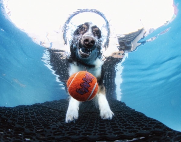 under-vatten-hund-bilder-ängel-liknande