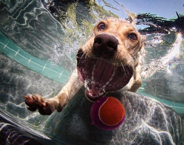 under-vatten-foton-roliga-roliga-hundar